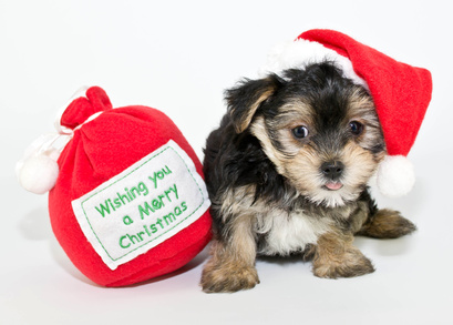 Silly Christmas Puppy