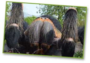 spidersaurus