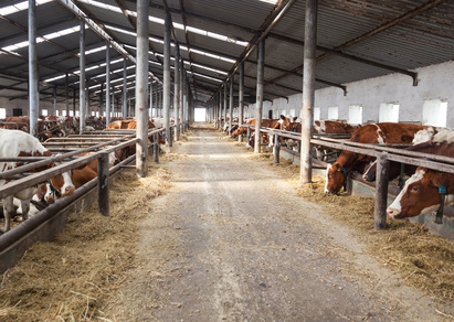 Due to changes in farming practices  K2 is no longer available in common foods such as butter, eggs, cheese and meat from animals that are grain fed. Photo © Olexandr - Fotolia.com