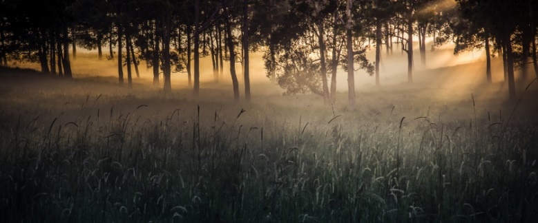"Morning Light" by Judith Conning from Diamond Beach (NSW)