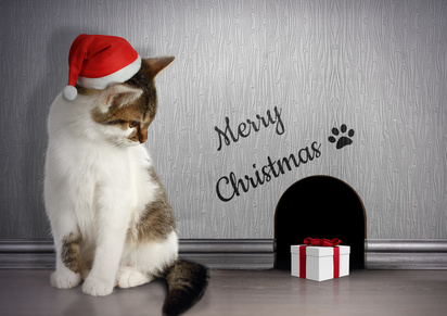 Xmas congratulate concept, Funny cat with santa hat and gift