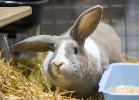 rabbit