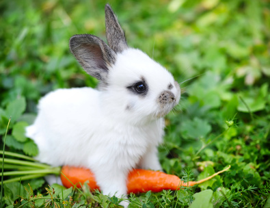Leave the carrots for the Easter Bunny these ten foods can 'really' improve your eye health