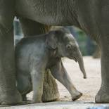 btn_Asian-Elephant