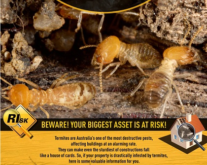 Your Home: What happens to termites in the winter?