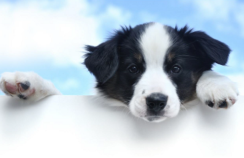2017 PETstock Calendar featuring rescue animals