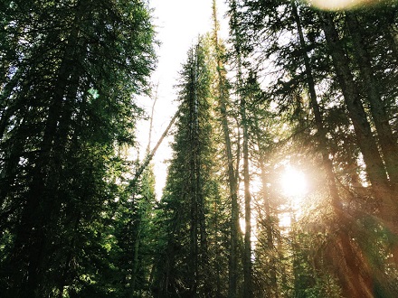 The new wave of beautiful green funerals