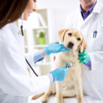 What you need to become a vet in the UK