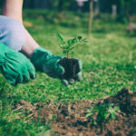How Green Is Your Garden?
