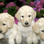 What is a Labradoodle?