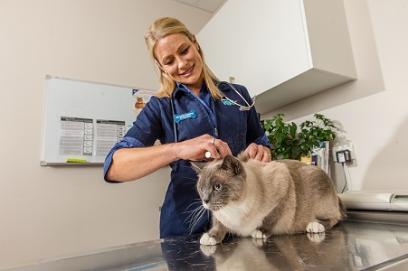 Nationwide microchip blitz to keep Aussie pets out of pounds