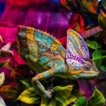 What you need to know before becoming the owner of a chameleon