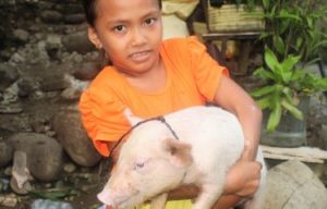 Pig