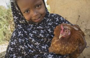 Three chickens