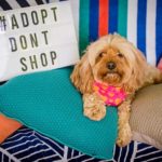 It's Pet Adoption Day in Australia on Sunday 4 February 2018