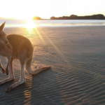 Planning For Paradise: 7 Essentials to Keep in Mind When Visiting Queensland
