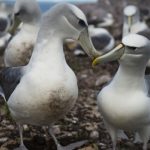 Valentine’s Day arrives early for Tasmania’s Lovebirds the Monogamous Albatross