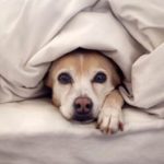 Tips to Keep Your Pets Happy in Cold Weather