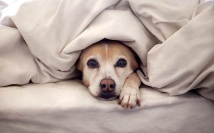 Tips to Keep Your Pets Happy in Cold Weather