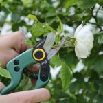 Winter Gardening Tips by Garden Guru Melissa King