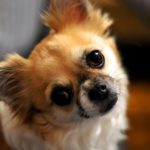 5 Things Dogs Do That Should Totally Be Creepy but Are Actually Cute