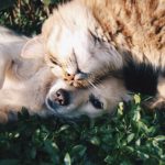 Medicinal Cannabis for Australian Pets