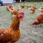 Reasons To Keep Chickens At Home