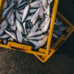 How to Effectively Start Your Own Seafood Business
