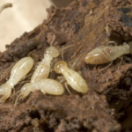 Termite Inspection Time: How to Know When You’ve Got An Infestation