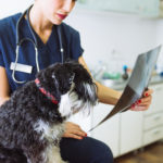 How Much Do Pets Really Cost?