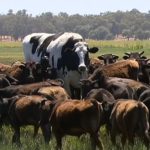 How did Knickers the Giant Cow Become so Huge?