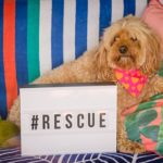 Rescue a Pet on National Pet Adoption Day 9th February 2019