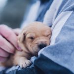 3 Surprising Realities About Raising A Puppy