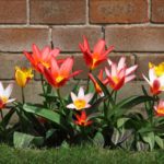 The Best Flowers For Your Garden