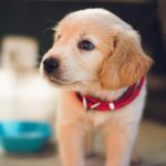 Things to Organise Prior to Bringing a Puppy Home