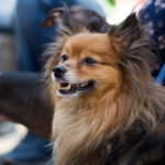 Entries Close Soon in National competition to find Australia’s most #Lykable Dog