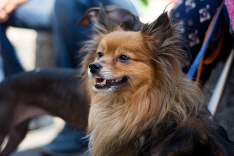 Entries Close Soon in National competition to find Australia’s most #Lykable Dog