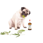 CBD Oil For Dogs - A Quick Look