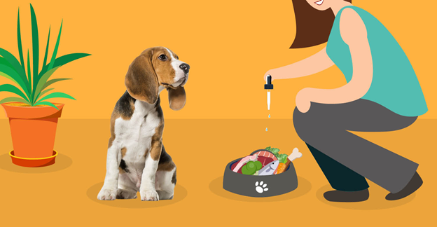 Four Things to Consider Before Giving CBD Oil to Dogs