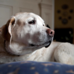Can CBD Oil Help Dogs with Dementia and Seizures?