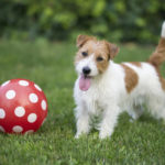 How to Care for Your Dog