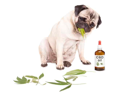 CBD Oil For Dogs - A Quick Look